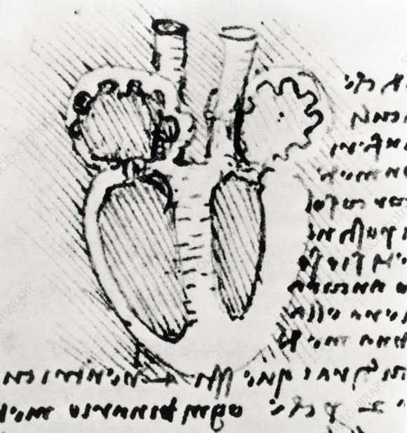 From Leonardo's Notebook: the Heart